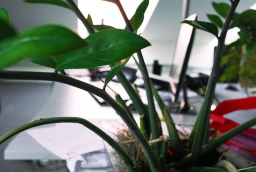 Pflanze am Arbeitsplatz